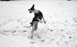 Hund Schnee Winter Mandel