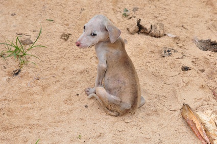 Straßenhund