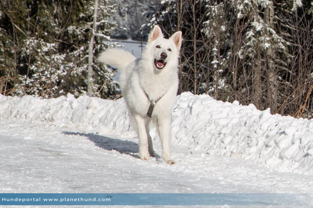 Wandern Hund Schnee Berg