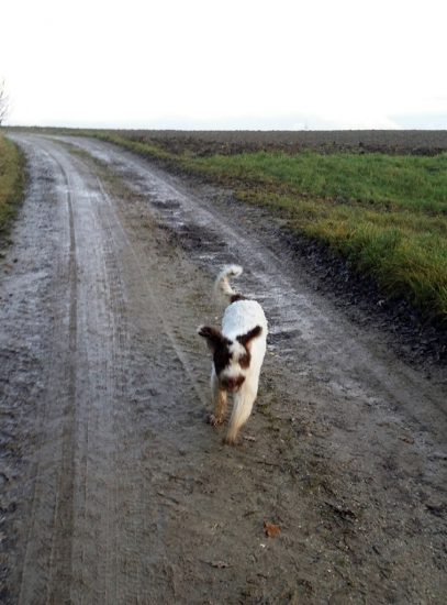 diabetikerwarnhund tagebuch gino spaziergang