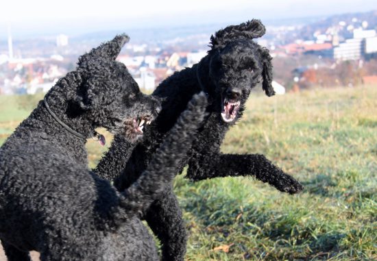 Hunde Reportage