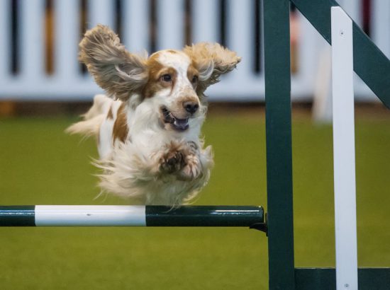 crufts 2015 agility competition