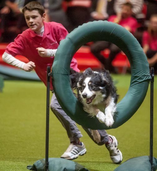 crufts 2015 agility dog of the year