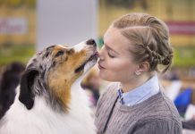 crufts-2015-australien-shepherd-jordan