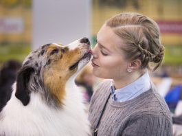 crufts-2015-australien-shepherd-jordan