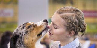 crufts-2015-australien-shepherd-jordan