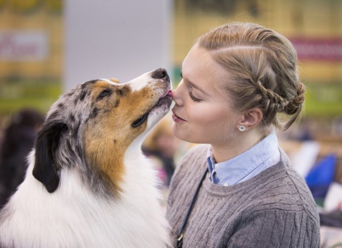 crufts-2015-australien-shepherd-jordan