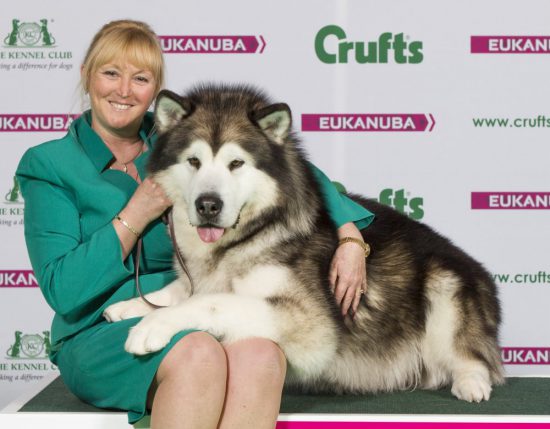 crufts-2015-bart-alaskan-malamute