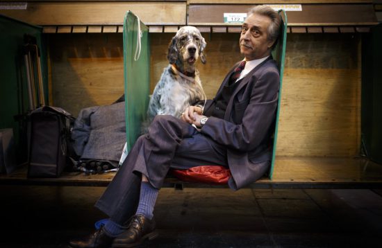 crufts 2015 english setter jason