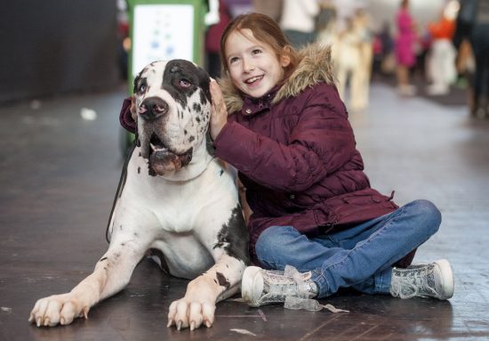 crufts 2015 great dane zeus