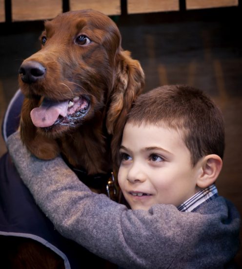 crufts 2015 irish setter stevie wonder