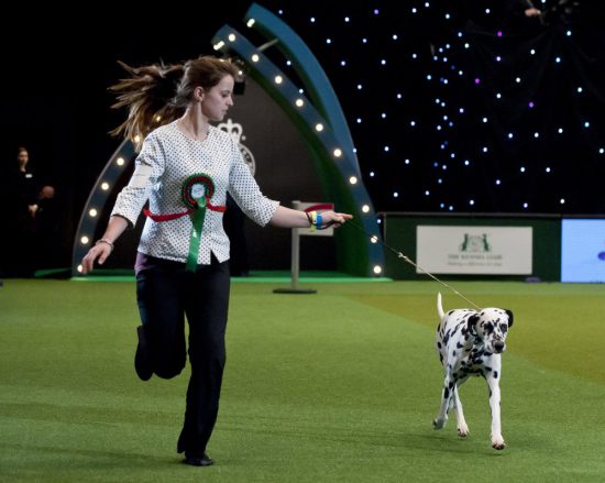 crufts 2015 rosie dalmatian