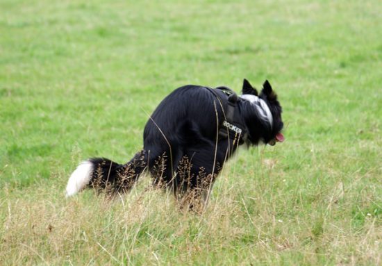 Hund kotet