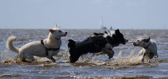 Drei Hunde spielen Meer
