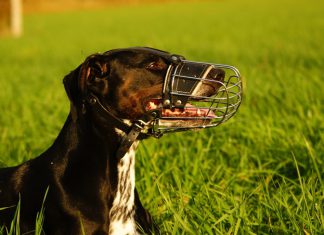 Der Hundehalter des Hundehalters größter Feind? Monty Maulkorb