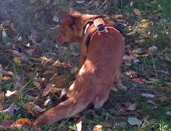 Hund mit Behinderung