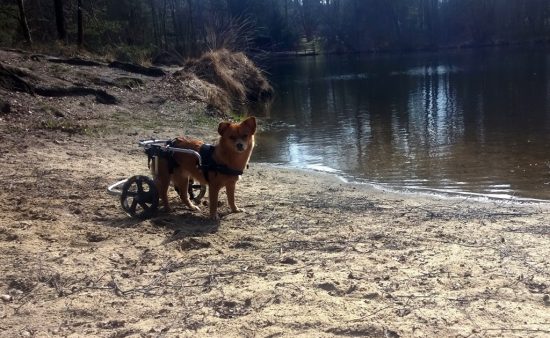 Hund mit Rolli