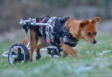 handicap-hunde-foxy-rolli