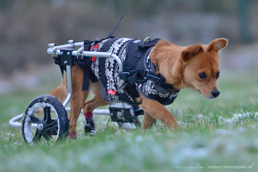 hunde mit behinderung