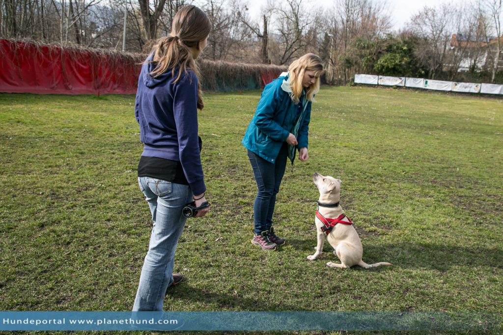 hundeschule dogdance tierheim training