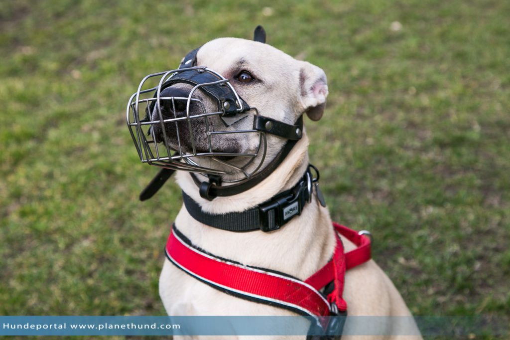 Maulkorb für den Hund