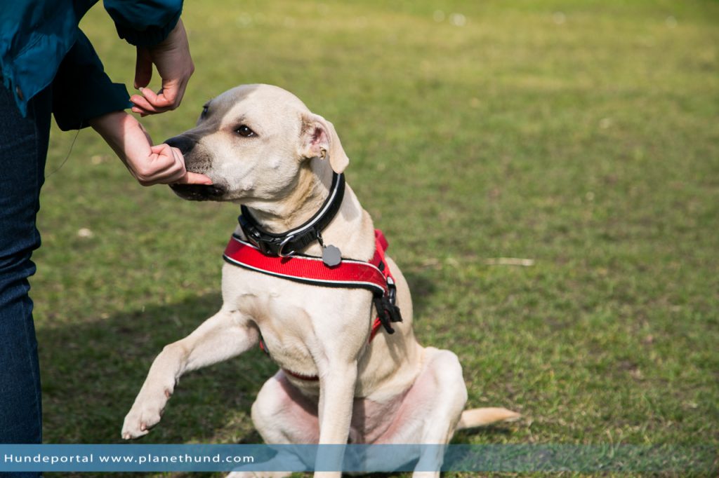 pitbull mischling tierheim