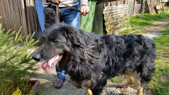 vermitttlung_altdeutscher schaeferhund paul1