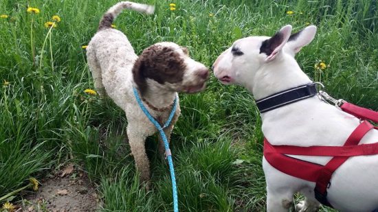 Pitbullterrier mit Wasserhund