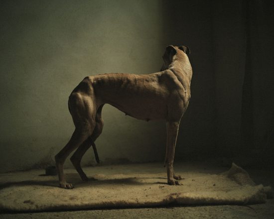 Galgo