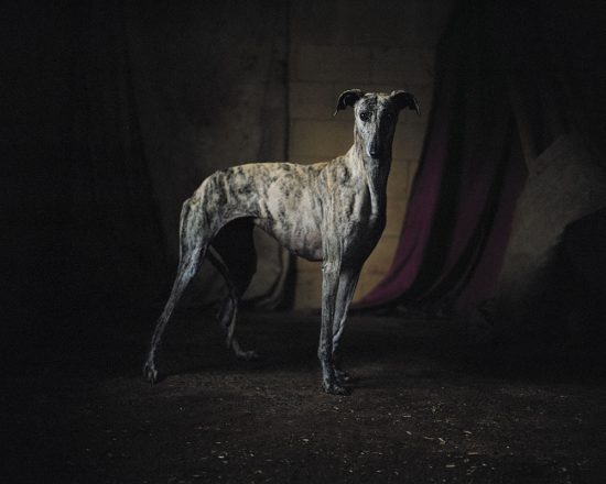 Galgo