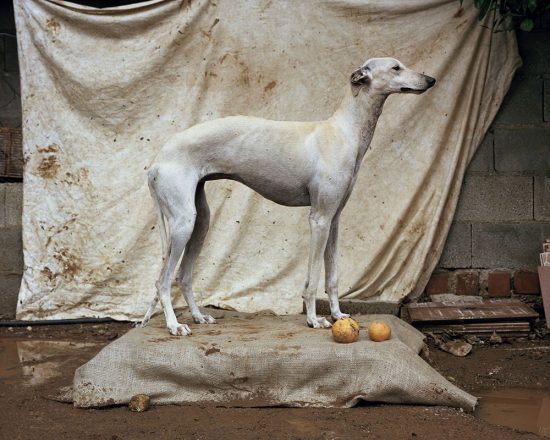 Galgo