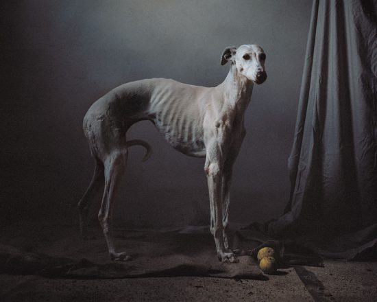 Galgo