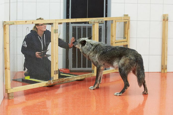 Wwolfsforschungszentrum Wolf Testhaus