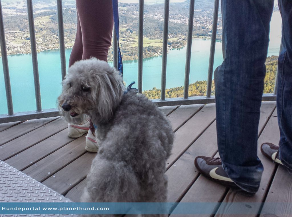 Pyramidenkogel Wörthersee Kärnten Hund