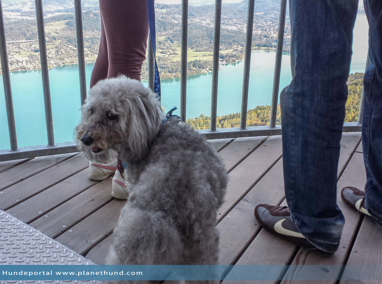 Urlaub Mit Hund Am See In Karnten Osterreich Reisetipp Fur Hundehalter