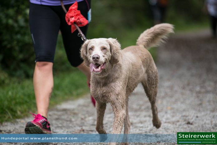 Joggen Hund