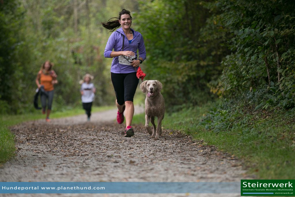 Joggen Hund Wald