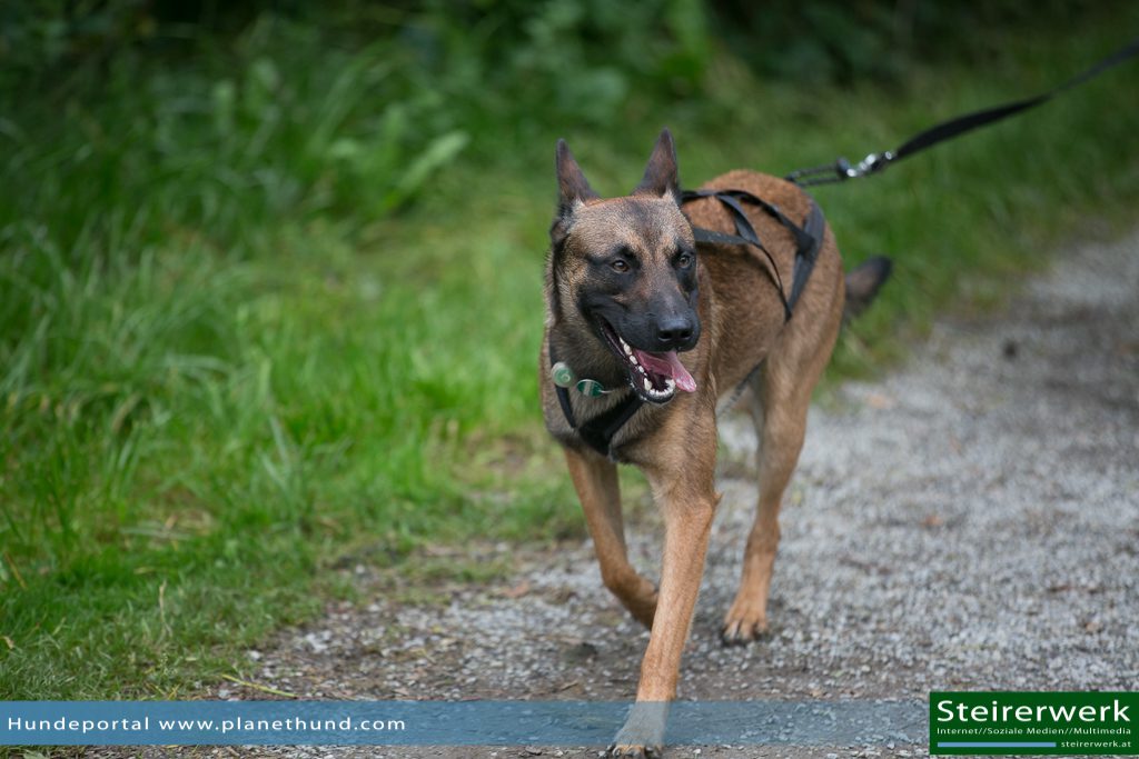 Ratgeber Joggen Hund