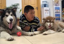 hunde-china-orf