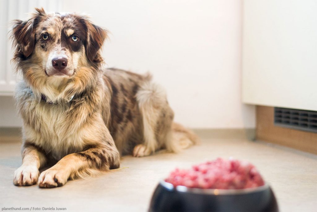 Ratgeber über richtige Ernährung für Hunde