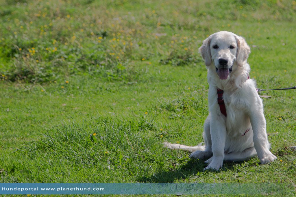 Wanderung Hund Wiese