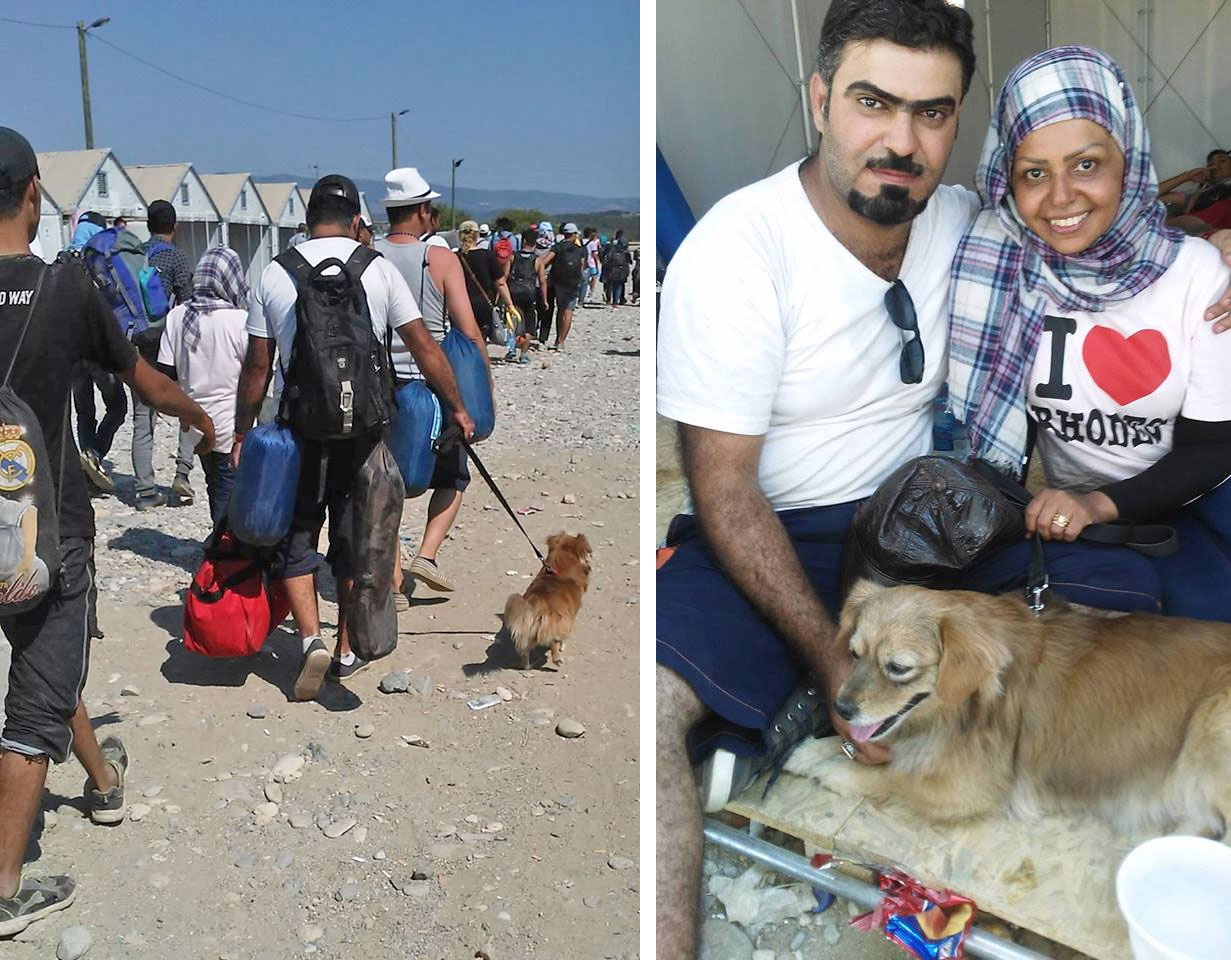 Ansøger der ovre grund Syrer nahmen Hund Johnny mit auf die Flucht - planethund.com