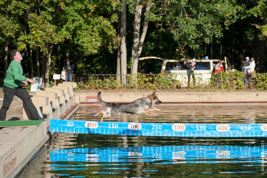 dog-diving-cottbus-am