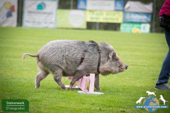 Schwein Agility