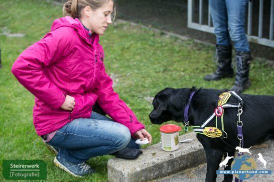 Diabetikerwarnhund