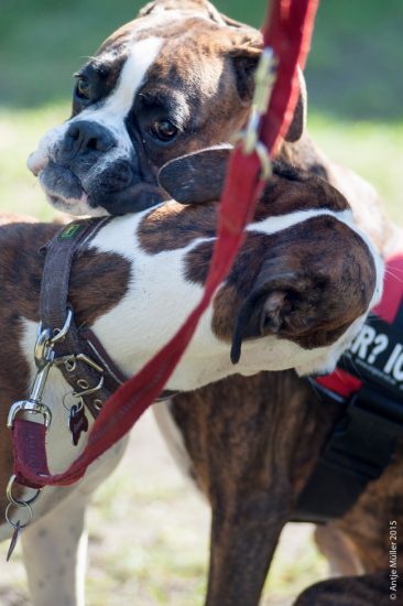 Hunde Cottbus