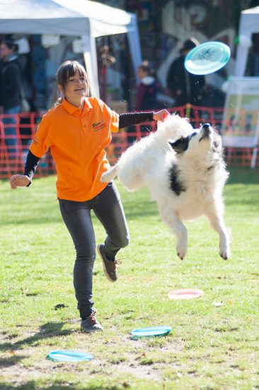 Hundefrisbee