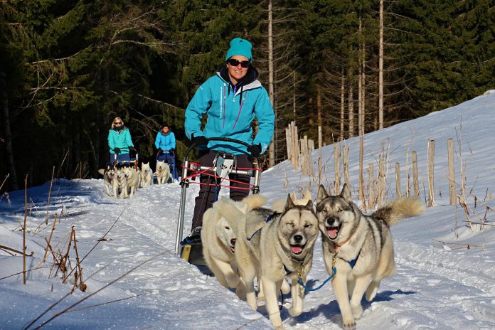 Schlittenhunde Les Paccots