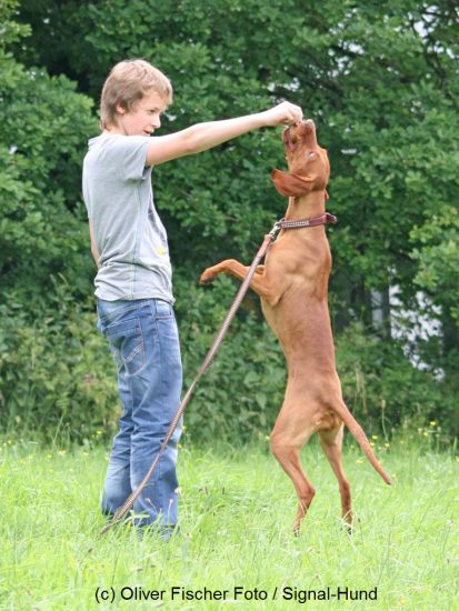 Hund springt nach Leckerli