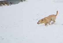 Hund im Schnee